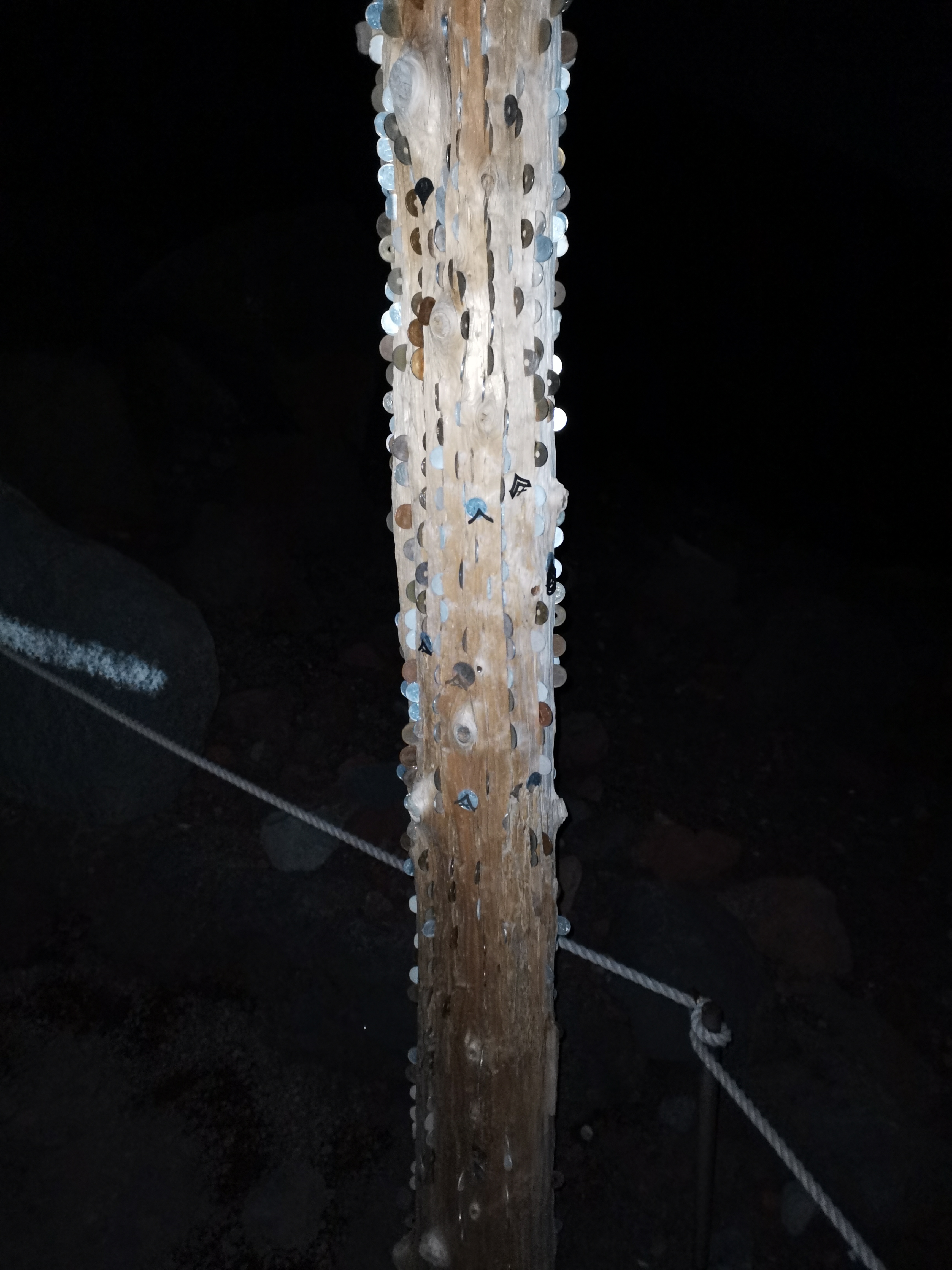 Coin inserted Tree